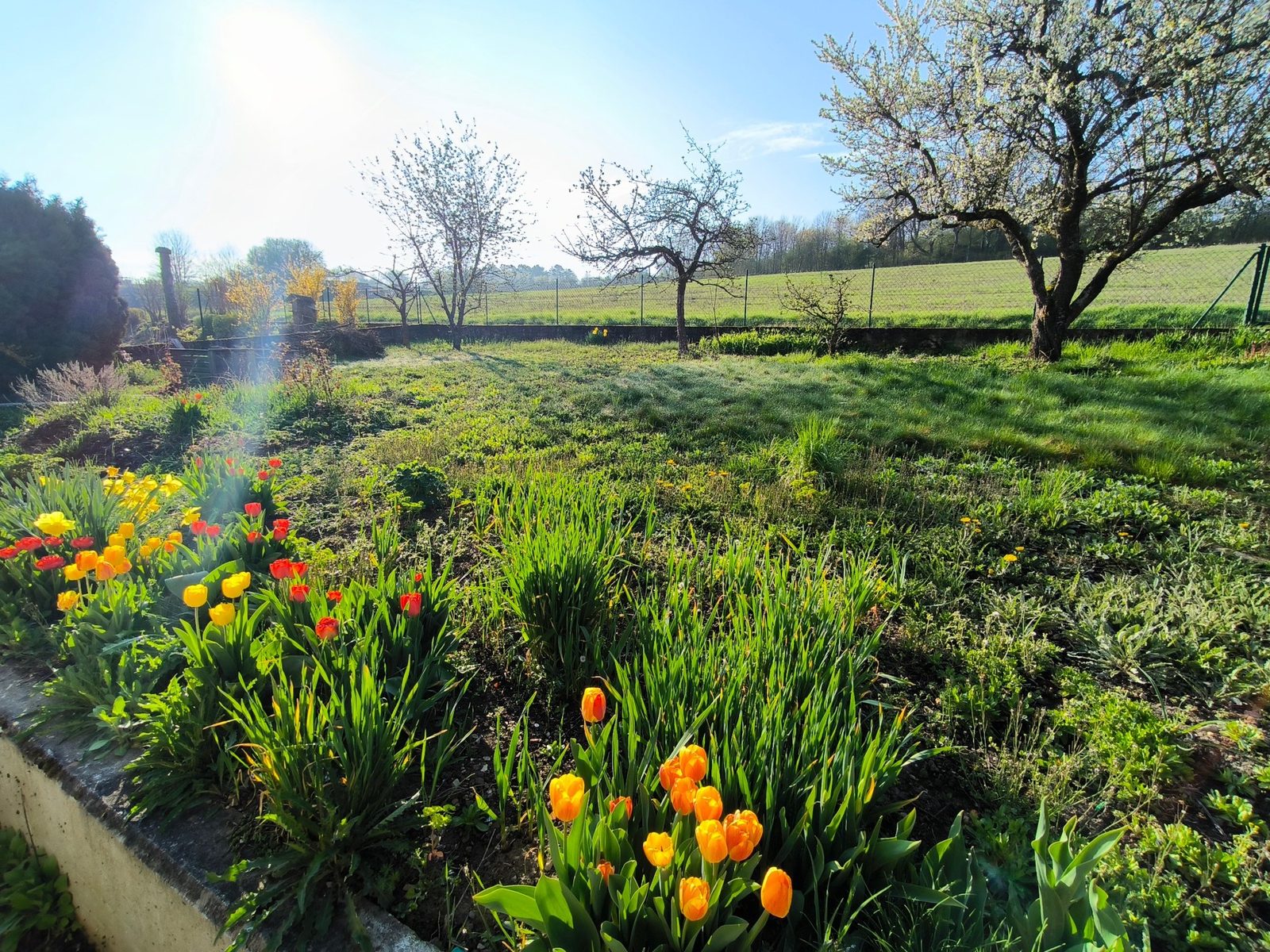 Großer Garten mit Tulpen, Rasenfläche und Blick ins Grüne